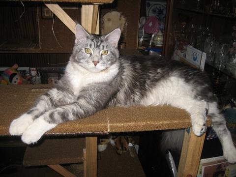 Earl Silver